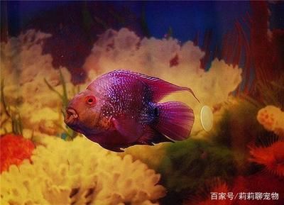 單養(yǎng)一只羅漢魚需要多大魚缸：單養(yǎng)一只羅漢魚需要考慮以下幾個因素以下幾個因素 魚缸百科 第1張