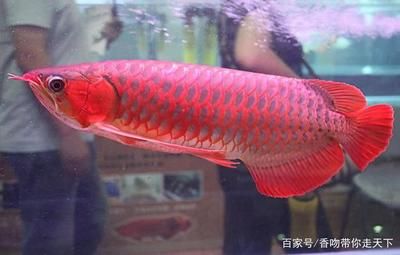 紅龍魚小魚如何挑選品種：如何挑選紅龍魚小魚 龍魚百科 第3張