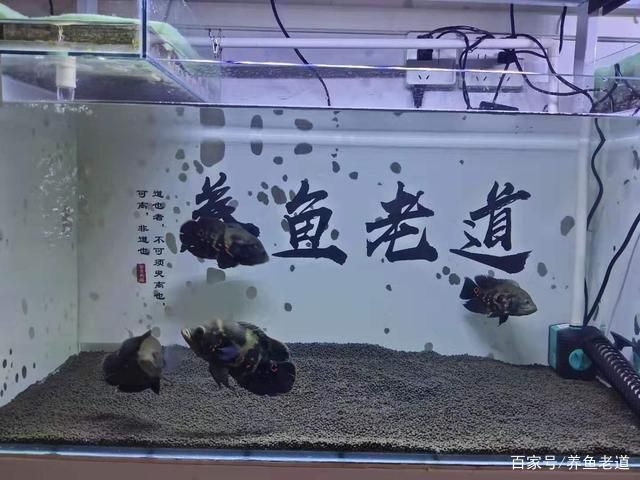 家庭魚缸如何養(yǎng)錦鯉：家庭養(yǎng)殖錦鯉的技巧 魚缸風(fēng)水 第2張