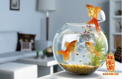 家中放魚缸風水