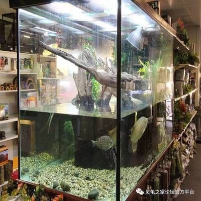 家里的魚缸怎么消毒：家庭養(yǎng)魚與生態(tài)系統(tǒng)的消毒