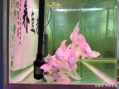 家里的魚缸怎么改善水質(zhì)呢 魚缸風(fēng)水 第2張