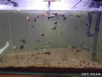 家里的魚缸怎么改善水質(zhì)呢 魚缸風(fēng)水 第3張