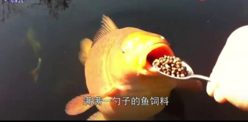 錦鯉吃龍魚飼料怎么辦：錦鯉和龍魚的食性和飼料需求對于混養(yǎng)它們或?yàn)閱我黄贩N