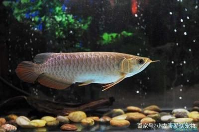 龍魚溫度多少度合適養(yǎng)魚缸：飼養(yǎng)龍魚時(shí)應(yīng)該根據(jù)具體的品種來調(diào)整水溫 龍魚百科