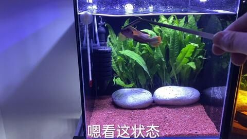 奶茶雷龍魚飼養(yǎng)方法：奶茶雷龍魚是一種受歡迎的觀賞魚 龍魚百科 第2張