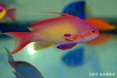 大型魚(yú)缸用什么玻璃好：大型魚(yú)缸玻璃材質(zhì)對(duì)比分析除了玻璃強(qiáng)度高、安全性好 魚(yú)缸百科 第4張