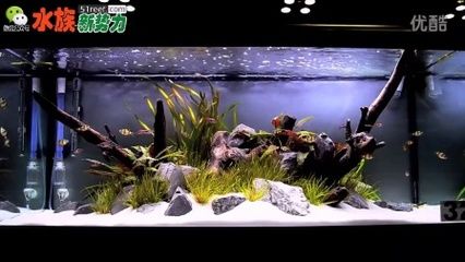 對(duì)于魚缸造景的描述：水族箱造景的藝術(shù)演變