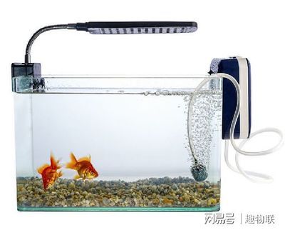 不帶氧氣的魚缸多久換一次水：不帶氧氣的魚缸如何養(yǎng)護 魚缸百科 第1張