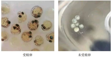 龍魚卵怎么受精孵化：龍魚卵受精孵化過程