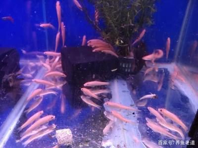 超市的魚缸怎樣管理好：超市魚缸管理關(guān)鍵要點 魚缸百科 第1張