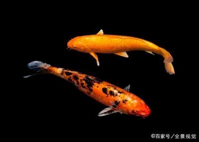 家里魚(yú)缸可以養(yǎng)鯽魚(yú)鯉魚(yú)嗎：家庭魚(yú)缸養(yǎng)鯽魚(yú)和鯉魚(yú)的關(guān)系