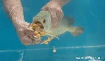 金龍魚早上喂好還是晚上喂好：金龍魚的喂食時間并沒有固定標(biāo)準(zhǔn)