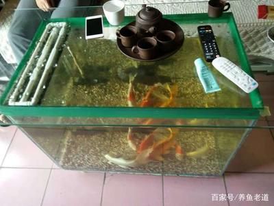 家里魚缸放幾條魚合適 魚缸風(fēng)水 第2張