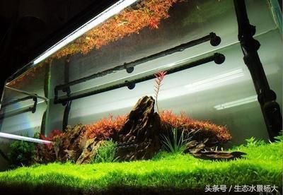 不用水草的魚(yú)缸造景：如何布置魚(yú)缸造景 魚(yú)缸百科 第2張