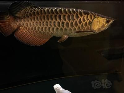 龍魚不愛(ài)動(dòng)躲在角落里睡覺(jué)：龍魚不愛(ài)動(dòng)，躲在角落里睡覺(jué)