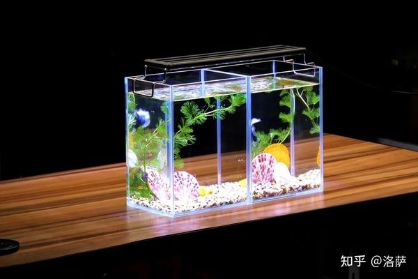 家里買了魚缸新手建議：新手養(yǎng)魚之旅新手養(yǎng)魚之旅， 魚缸風水 第2張