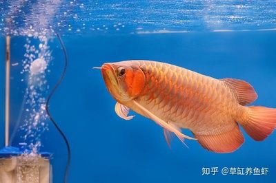 龍魚 海水：龍魚在風水學中有著重要的地位 龍魚百科 第2張