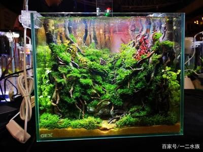 家庭魚缸水草怎么擺放好看：家庭水草種植技巧大揭秘 魚缸風(fēng)水 第3張