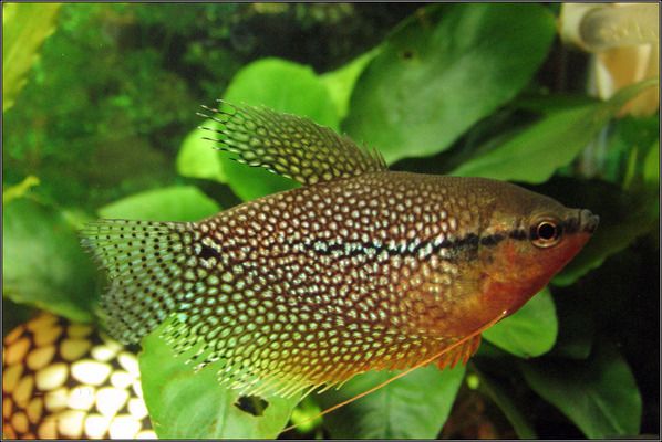 家庭用水族魚缸怎么選用的：家庭用水族魚缸選購指南 魚缸風(fēng)水 第2張