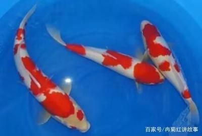 家魚缸養(yǎng)幾條錦鯉魚合適呢：家里養(yǎng)幾條錦鯉魚合適？ 魚缸風(fēng)水 第1張