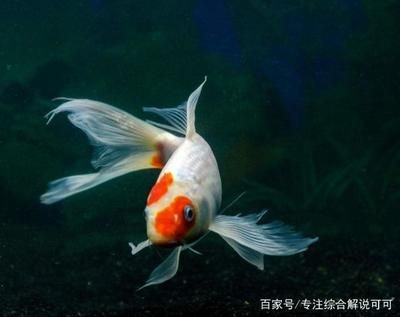 家魚缸養(yǎng)幾條錦鯉魚合適呢：家里養(yǎng)幾條錦鯉魚合適？ 魚缸風(fēng)水 第2張