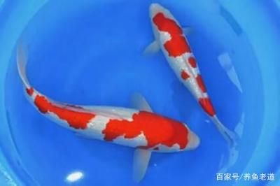 家魚缸養(yǎng)幾條錦鯉魚合適呢：家里養(yǎng)幾條錦鯉魚合適？ 魚缸風(fēng)水 第3張