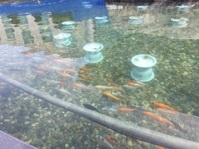 家庭魚池水渾濁怎么辦：家庭魚池水渾濁怎么處理 魚缸風水 第2張