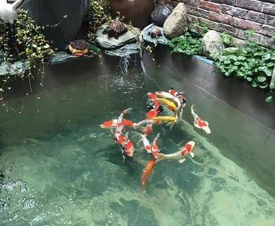 家庭魚池水渾濁怎么辦：家庭魚池水渾濁怎么處理 魚缸風水 第3張