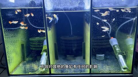 玻璃魚缸怎么扔：處理玻璃魚缸的幾種方式 魚缸百科 第1張