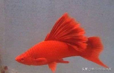 玻璃魚缸里面的水垢怎么去除：如何去除魚缸水垢