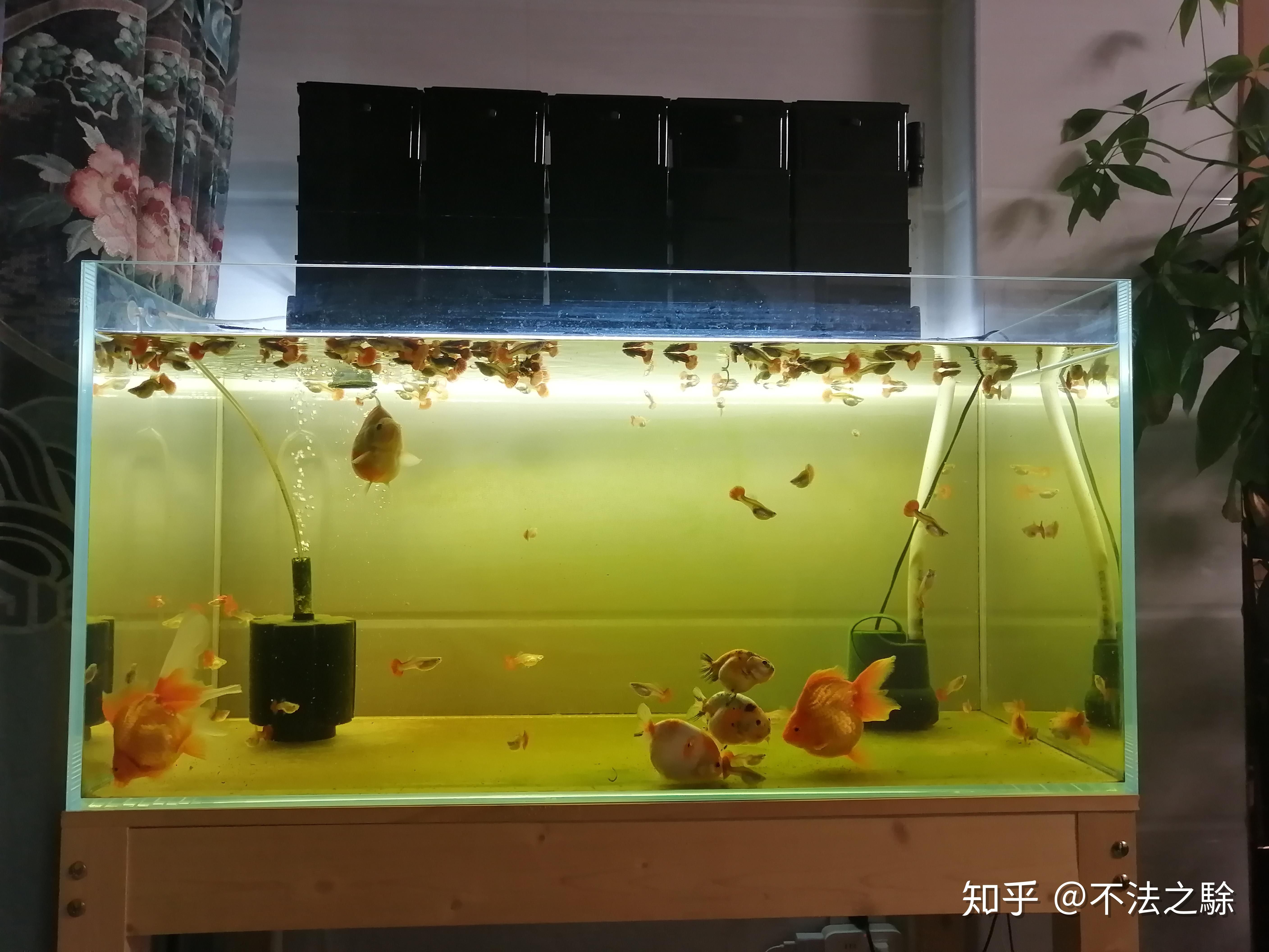 超市魚缸水渾濁原因和解決方案怎么寫?。喝绾谓鉀Q魚缸水渾濁的問題