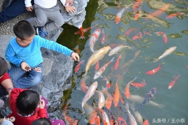 家庭魚缸錦鯉養(yǎng)殖技術：家庭魚缸錦鯉養(yǎng)殖需要注意什么？