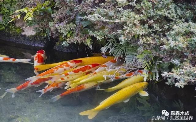 家庭魚缸錦鯉養(yǎng)殖技術：家庭魚缸錦鯉養(yǎng)殖需要注意什么？ 魚缸風水 第2張