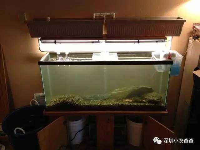 家魚缸養(yǎng)幾條魚好：養(yǎng)魚的數(shù)量應該如何考慮？ 魚缸風水 第3張