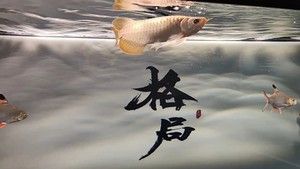 綠皮紅龍魚怎樣鑒別：怎樣鑒別綠皮紅龍魚 龍魚百科 第1張