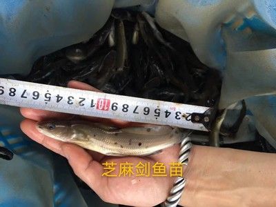 家魚魚料：幾種簡單的家庭魚料制作方法