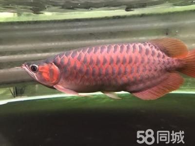 紅龍魚大湖和赤血紅龍哪個貴？：探討紅龍魚大湖和赤血紅龍的價格哪個更貴之前了解 龍魚百科 第3張