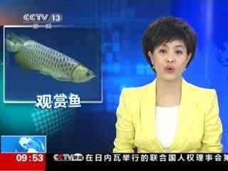 龍魚頭上發(fā)白是什么病癥引起的：龍魚頭上發(fā)白是什么病癥引起的， 龍魚百科 第2張