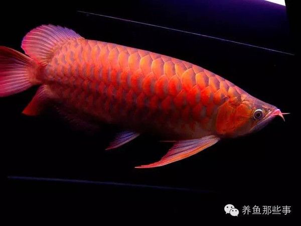 紅龍魚發(fā)色用什么燈照：紅龍魚發(fā)色用什么燈 龍魚百科 第2張