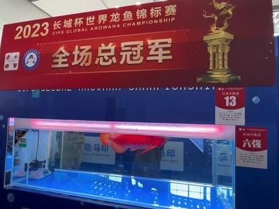 2024龍魚(yú)比賽：2024年的龍魚(yú)比賽 龍魚(yú)百科 第1張