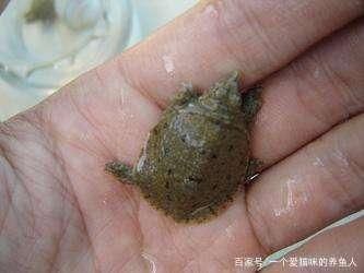 龍魚吃甲魚嗎會死嗎為什么：龍魚吃甲魚會死嗎 龍魚百科 第1張