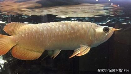 龍魚(yú)出現(xiàn)松鱗怎么辦？：龍魚(yú)出現(xiàn)松鱗、炸鱗、炸鱗或豎鱗，是一種常見(jiàn)疾病的疾病 龍魚(yú)百科 第3張