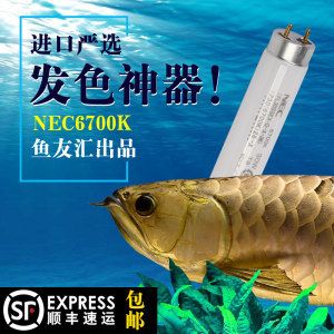 龍魚發(fā)色燈6700k的作用 龍魚百科 第2張