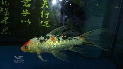 兩條龍魚打的厲害怎么辦：兩條龍魚打得厲害怎么辦 龍魚百科 第2張