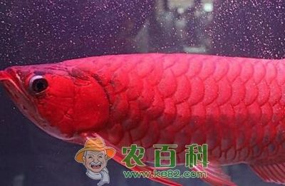 為什么紅龍魚都是橙色：為什么紅龍魚都是橙色的？