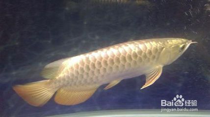 金龍魚(yú)幾年長(zhǎng)到50cm：金龍魚(yú)的生長(zhǎng)速度受到多種因素影響