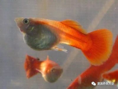 龍魚(yú)可以和普通金魚(yú)一起養(yǎng)嗎：龍魚(yú)可以和普通金魚(yú)一起養(yǎng)嗎？