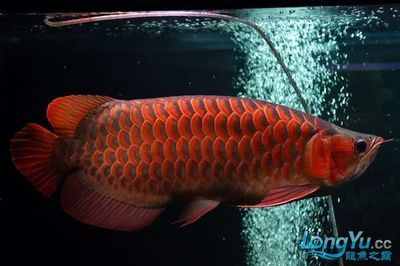 紅龍魚怎樣才算是兜嘴：紅龍魚兜嘴是先天與后天兩種情況，紅龍魚怎樣才算兜嘴 龍魚百科 第3張