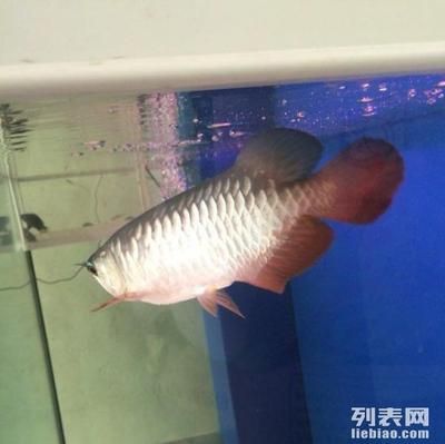 招財(cái)龍魚擺件如何擺放讓財(cái)運(yùn)不斷：長得像龍魚的小型魚 龍魚百科 第2張